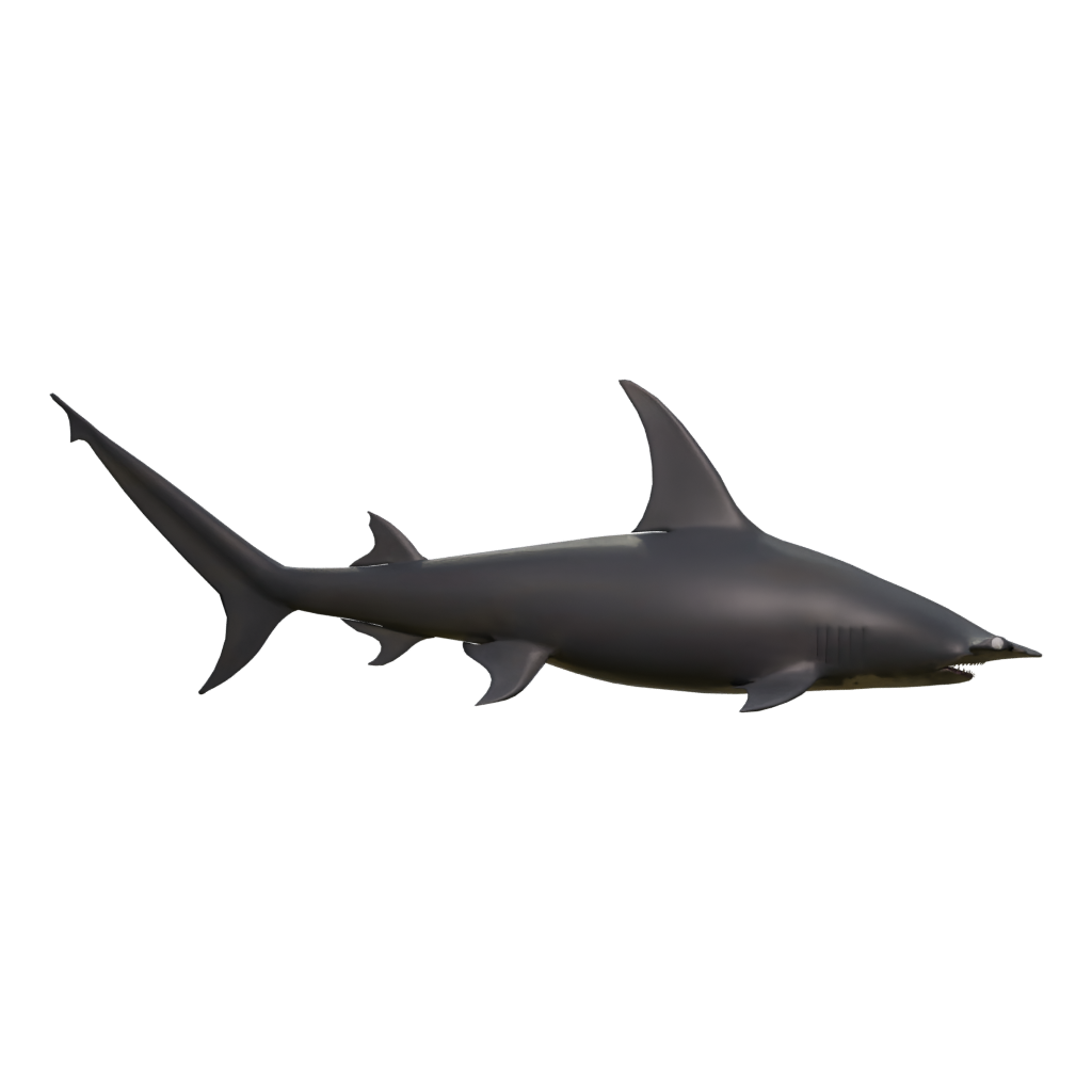 Right view of the Hammerhead 3D model