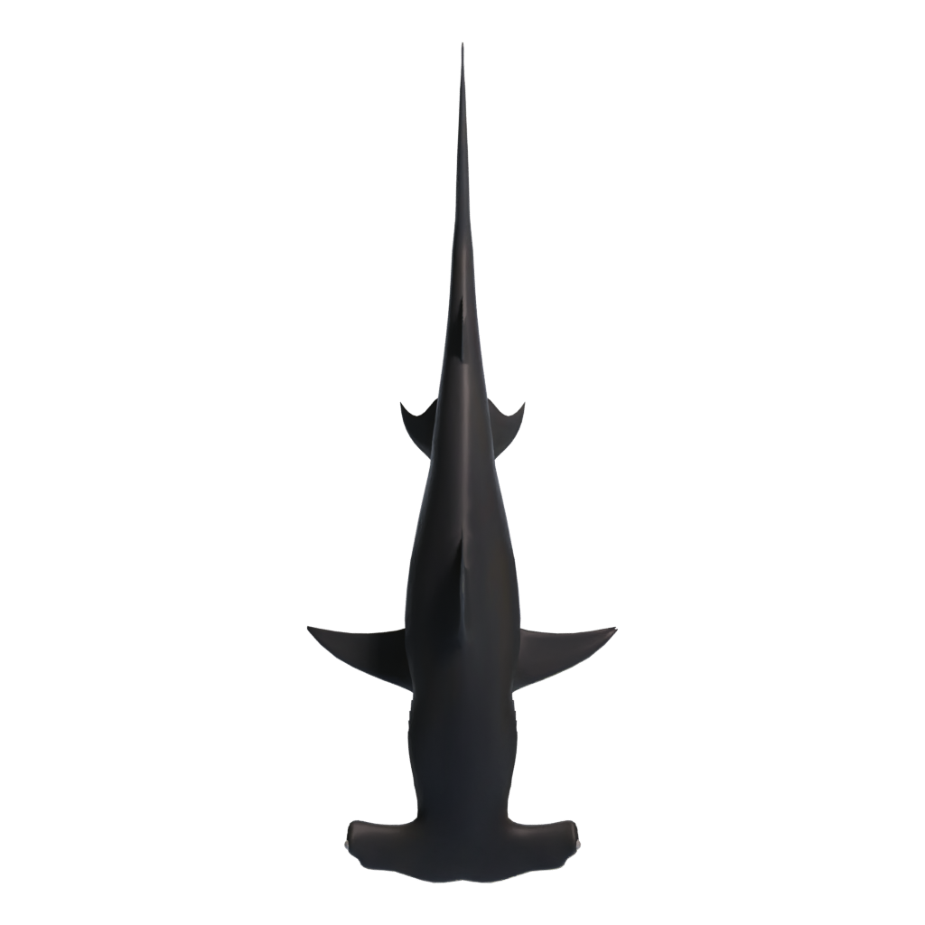 Top view of the Hammerhead 3D model