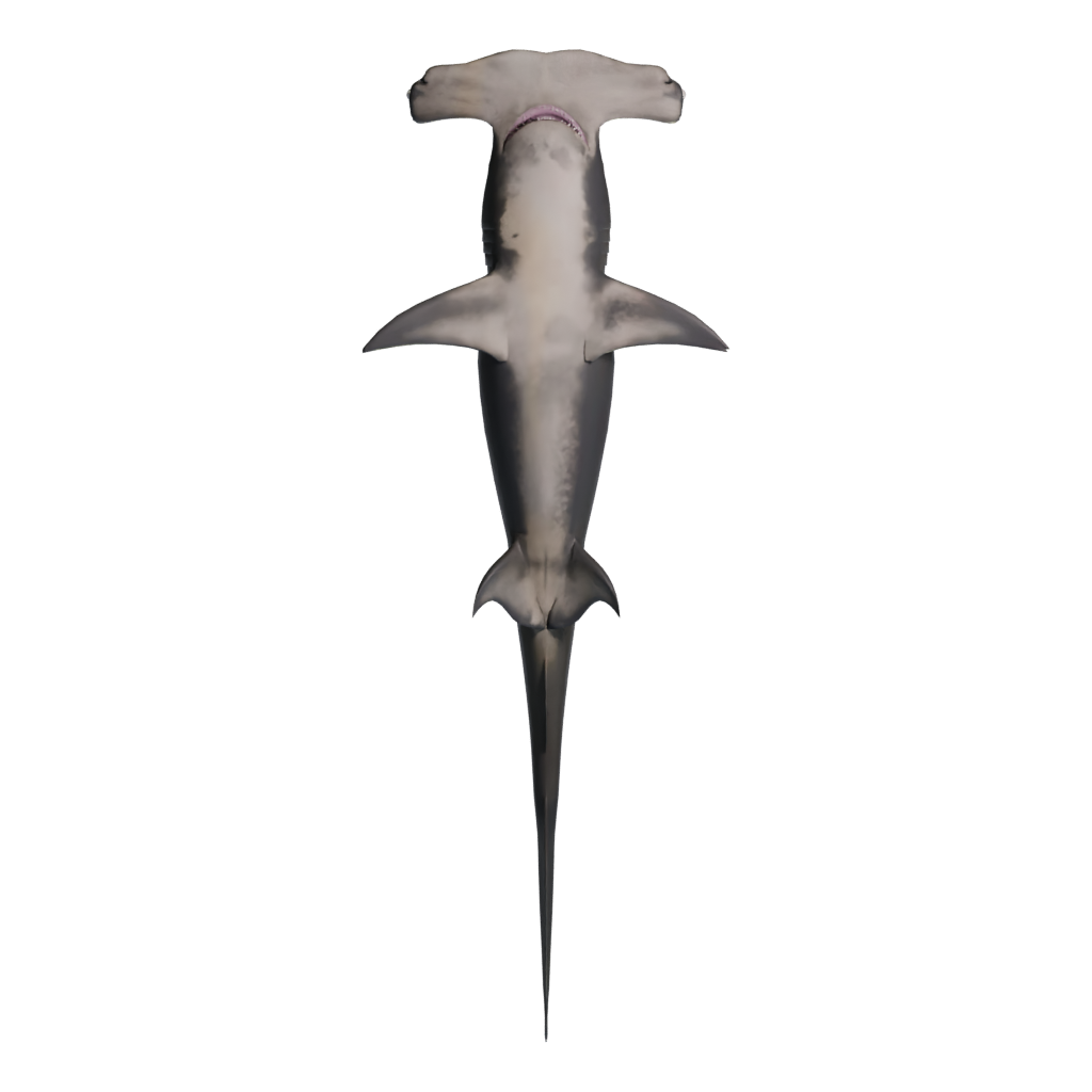 Bottom view of the Hammerhead 3D model