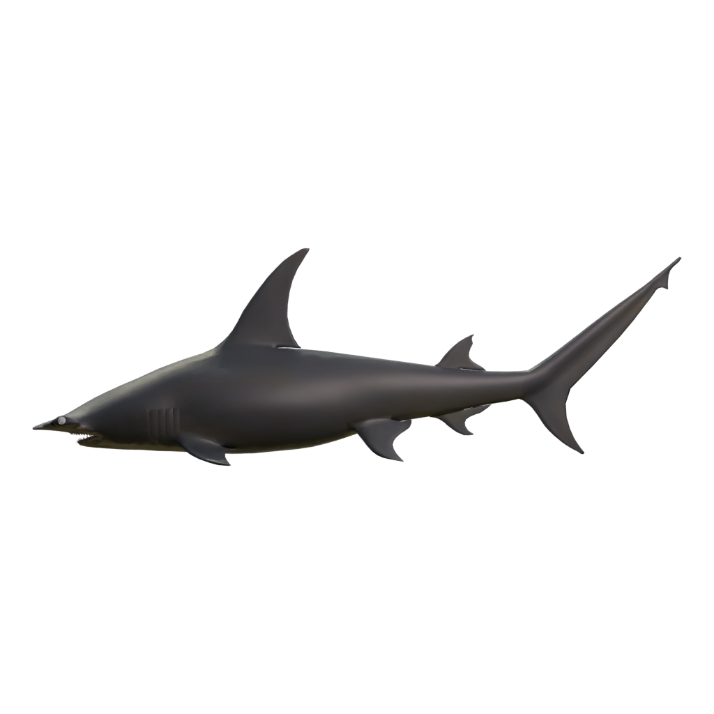 Left view of the Hammerhead 3D model